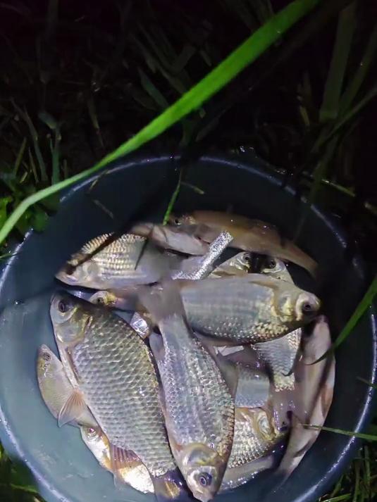 秋季好钓鲫鱼了,钓友们都用什么饵料 贵阳周边野钓鲫鱼钓点分享