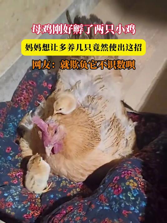 母鸡刚好孵了两只小鸡,妈妈想让多养几只竟然使出这招