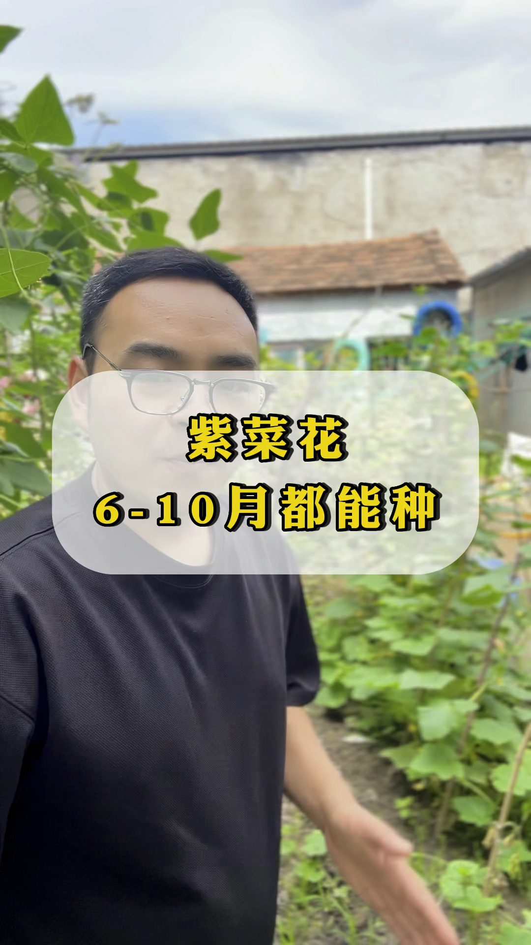 她们都在种点这个富含花青素营养丰富的紫花菜