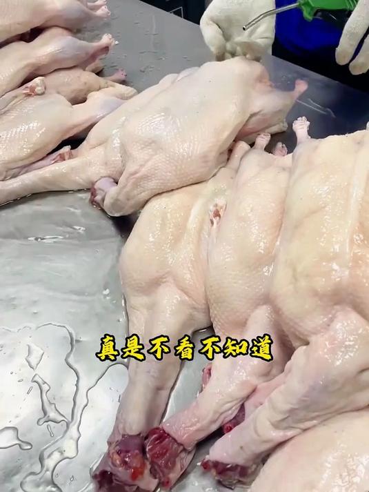 为什么工人拿着打气筒,就给鸭子打气,真是太有趣了