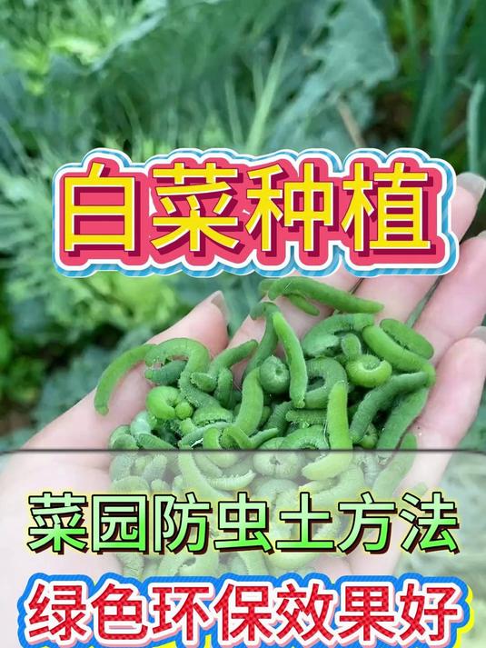 菜园防虫土方法,绿色健康效果好!