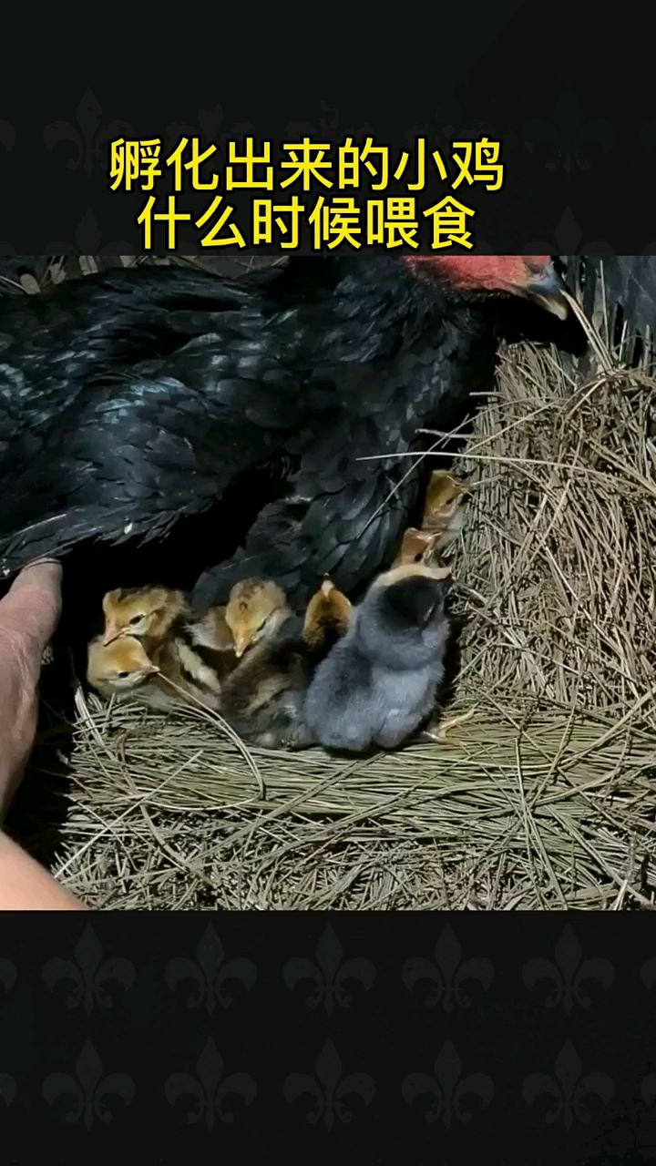 孵化出来的小鸡什么时候喂食