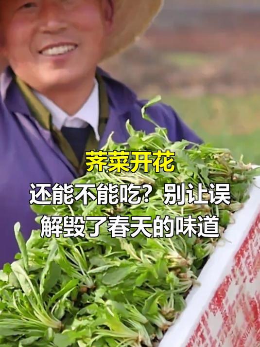 荠菜开花能吃吗