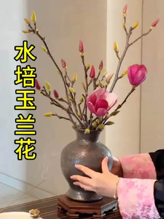 冬天家里想有花?养玉兰花就对啦!好养又好看