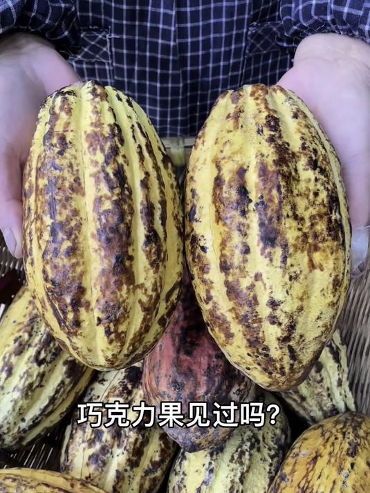 巧克力源于何处?可可果种子揭秘,果肉酸甜超诱人