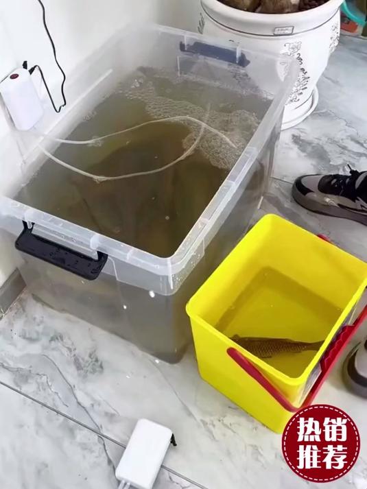 便携式增氧泵中的天花板，户外钓鱼可以轻松实现活鱼带回家