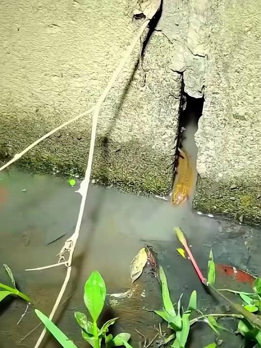 钓黄鳝有那么难？推荐这款专用伸缩钩，轻轻一探黄鳝自己上钩！