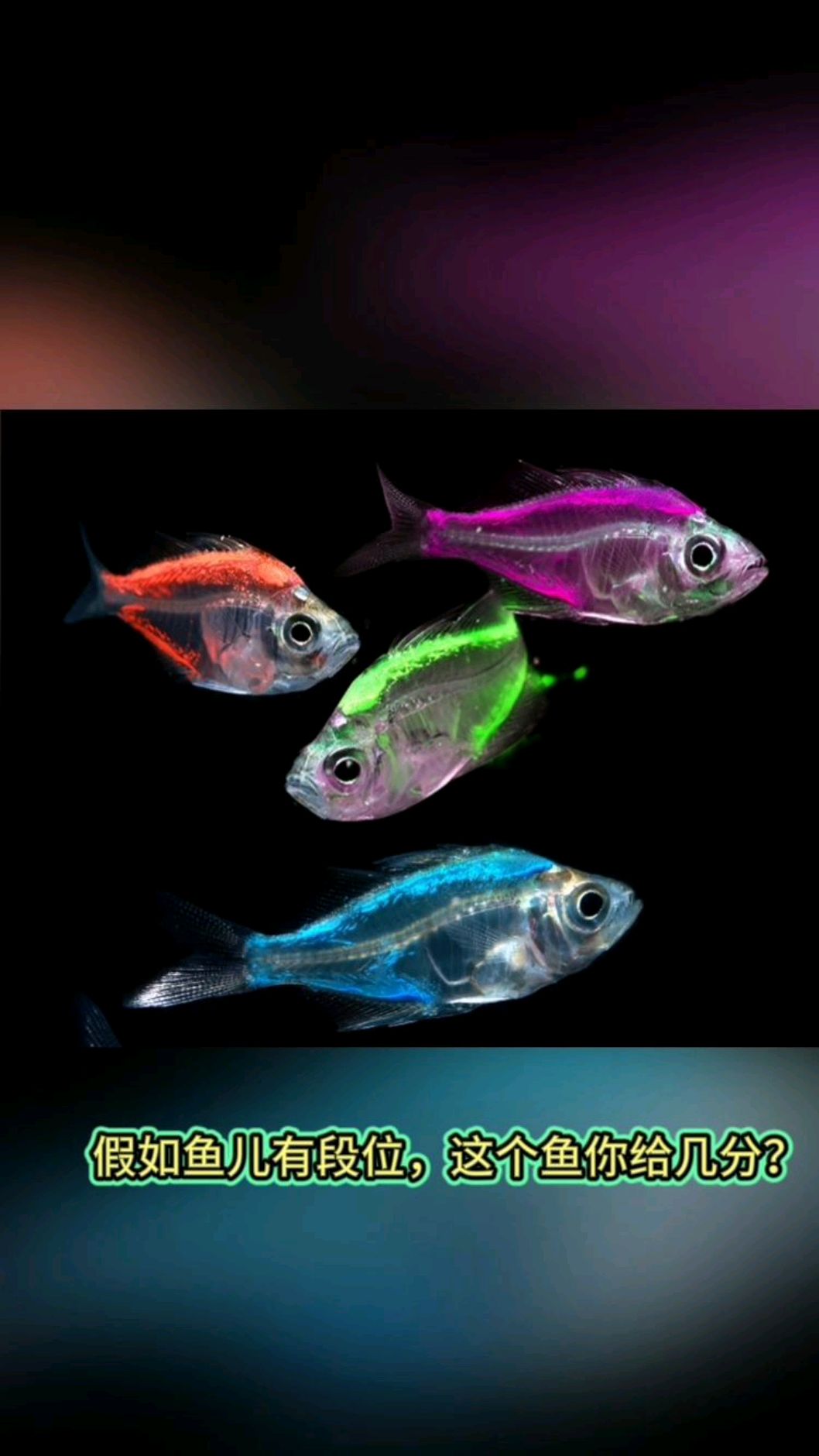 最温馨的鱼,玻璃一样透明,不是任何时候都有它,好好珍惜陪你的时光呀