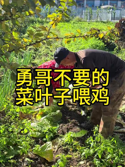 纯绿色蔬菜
