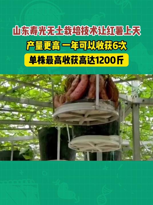 山东寿光无土栽培技术让红薯上天,单株收获高达1200斤