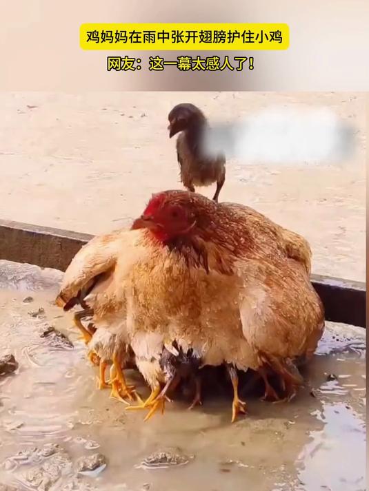 鸡妈妈在雨中张开翅膀护住小鸡,网友:这一幕太感人了!