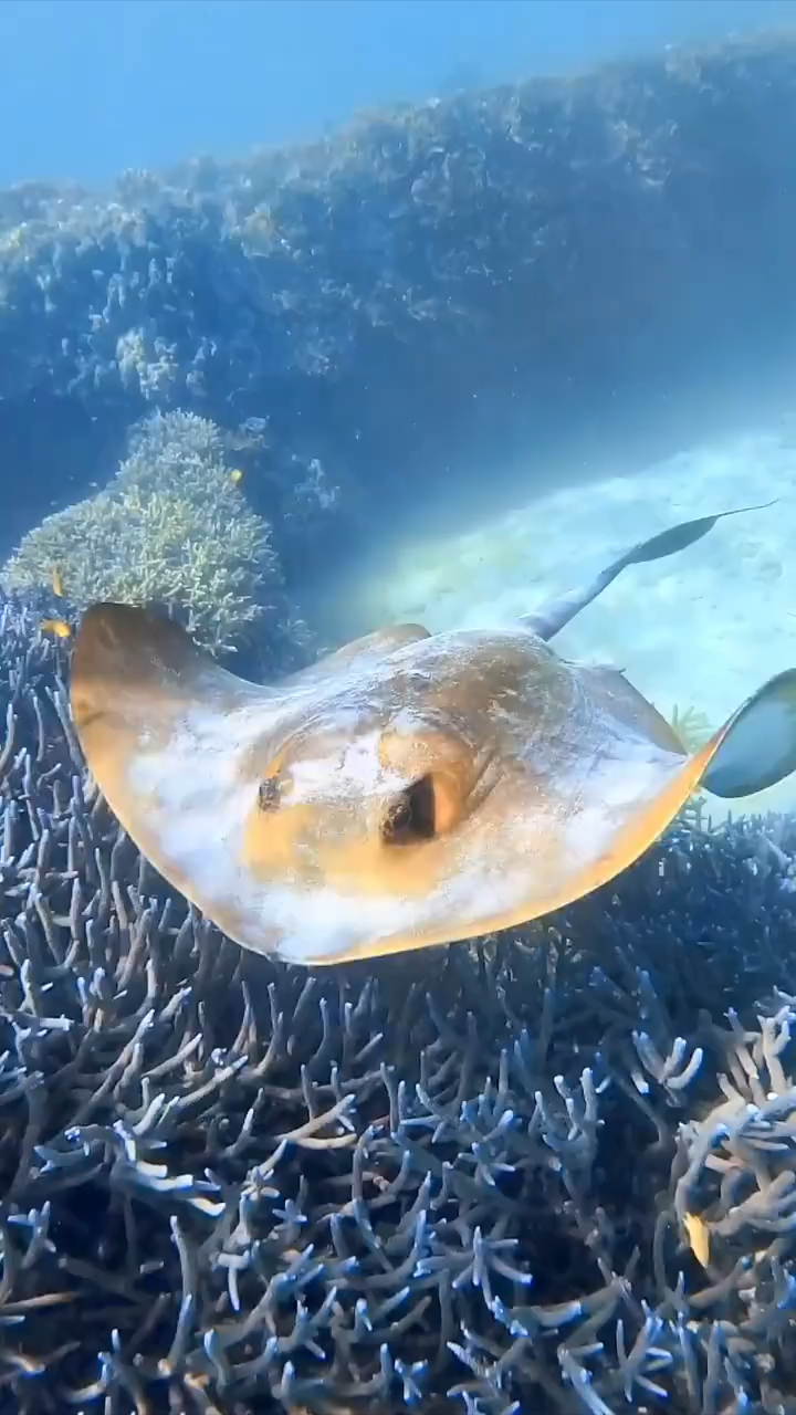 神奇的野生动物:刺鳐鱼海洋深处隐藏着无数神秘生物,而刺鳐鱼绝对是其中的独孤求败。