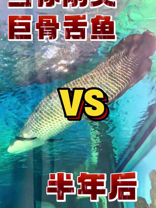 当你刚买巨骨舌鱼vs半年后