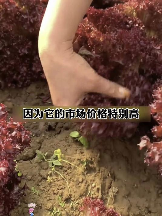 紫叶生菜种子出苗整齐,生长周期仅25天,现种现采不上肥