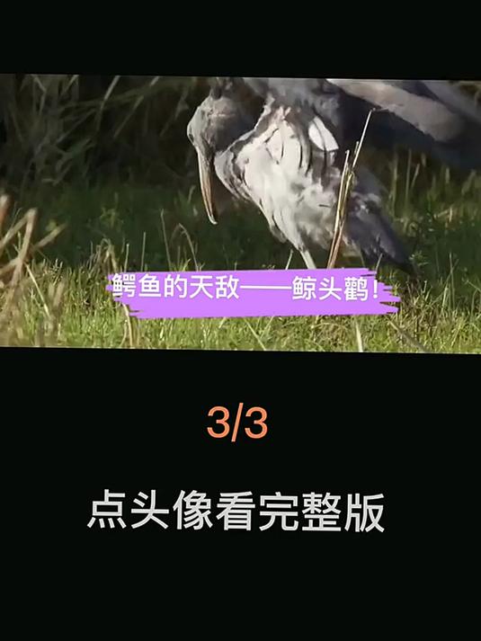 鳄鱼的天敌——鲸头鹳!为何拔毛送人?见人就鞠躬?
