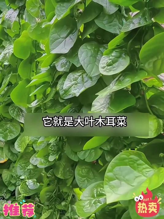 厨房边角种几棵,木耳菜攀援不占地,立体种植省空间