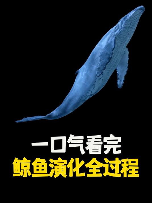 一口气看完鲸鱼演化的全过程,原来鲸鱼的最原始的祖先是“狗”