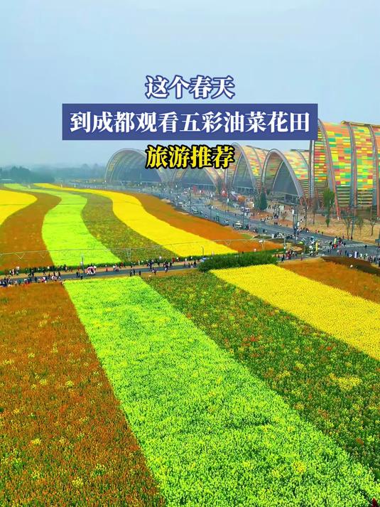 这个春天,到成都观看五彩油菜花田,旅游推荐