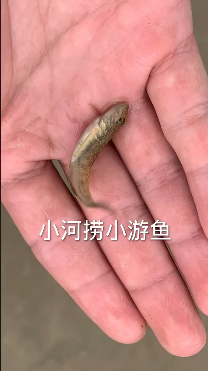小河沟里捞到趴地虎鱼
