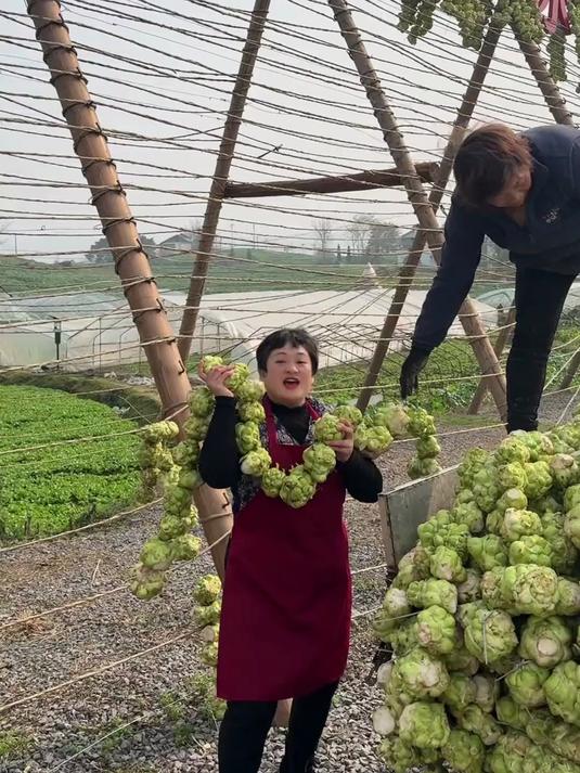 好看不过素打扮,好吃不如涪陵榨菜!