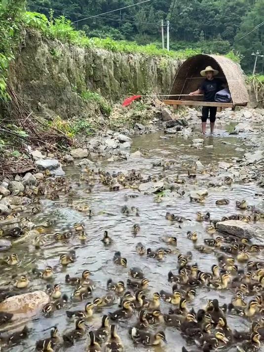 给多少钱你愿意当个赶鸭人?赶鸭人 旅行推荐官