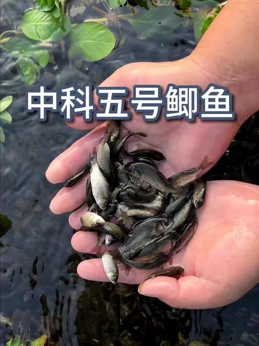 中科鲫鱼是近几年来水产养殖的新品种比普通鲫鱼更好养殖,长的也更快肉质更细嫩好吃在各地水域都