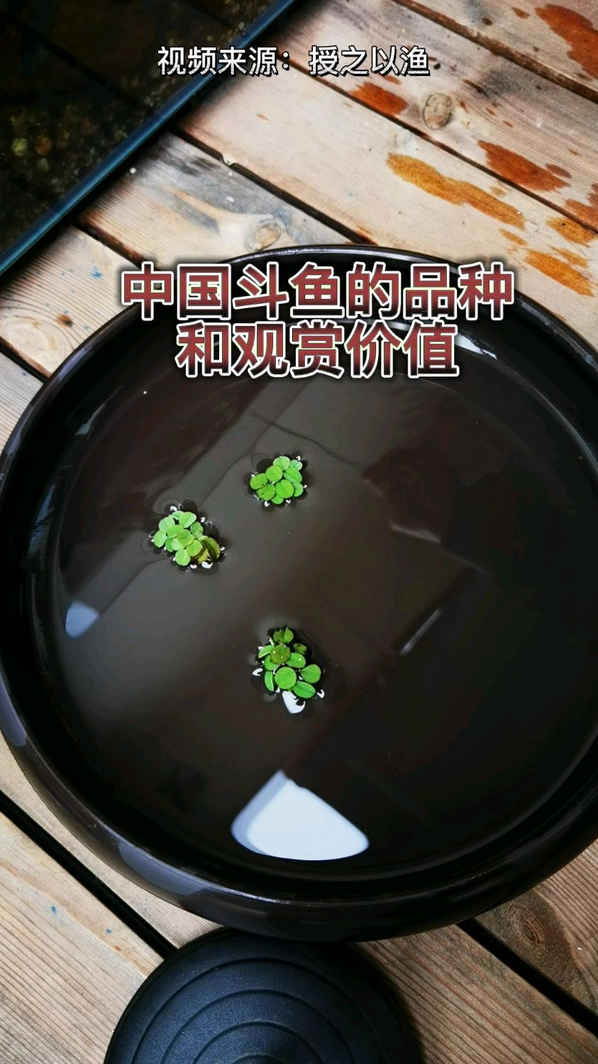 中国斗鱼哪种最漂亮,巨普蓝