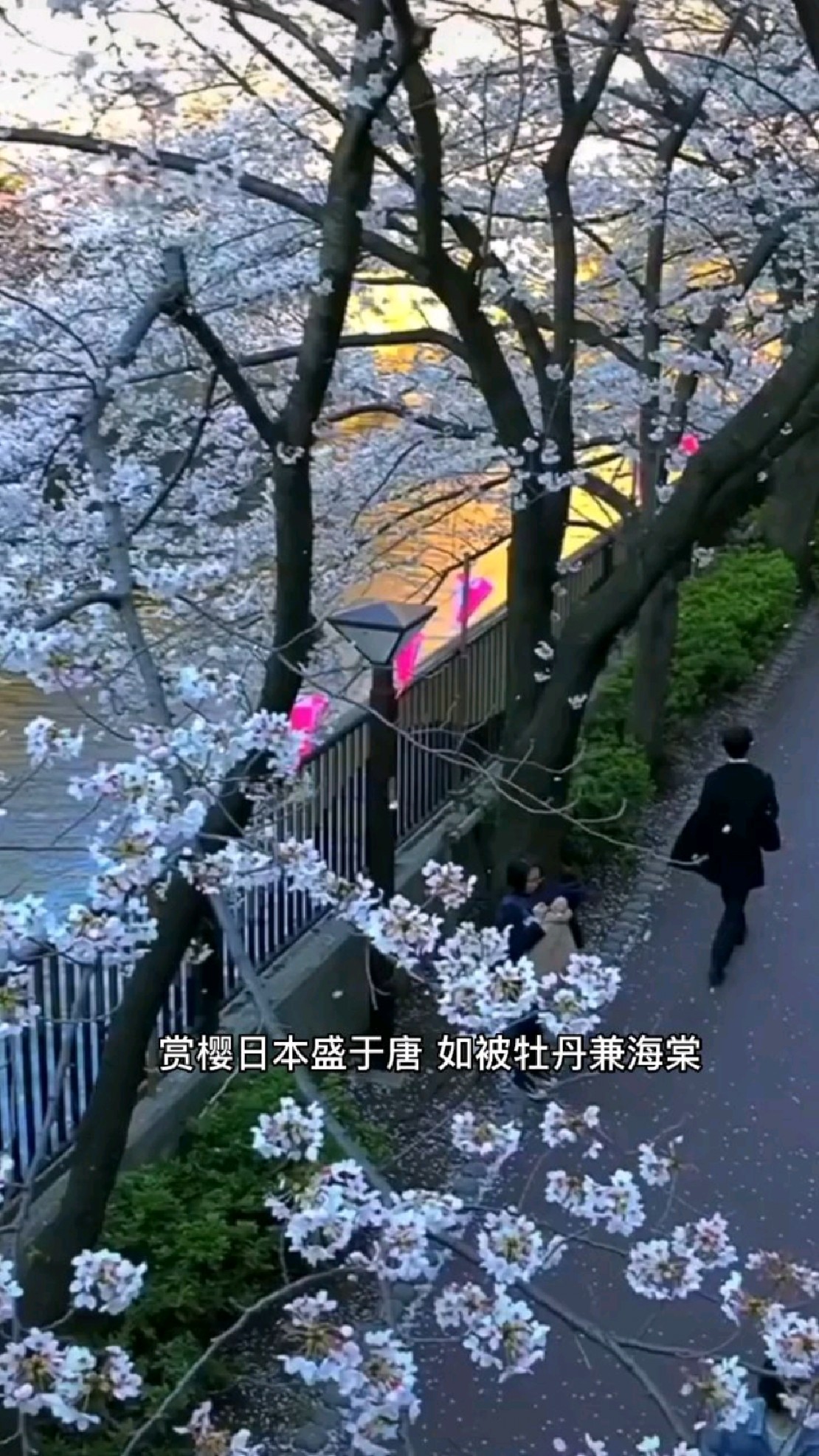 樱花盛开,蝴蝶自来