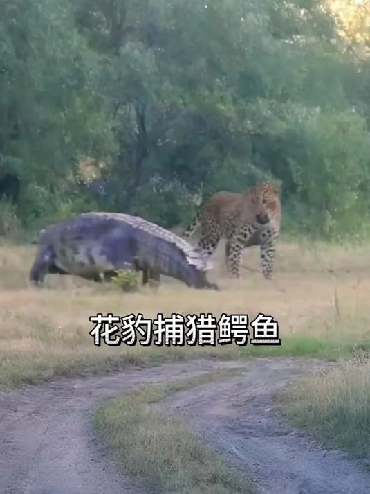 三天饿九顿的花豹,将鳄鱼当成了目标,没想到鳄鱼竟然不逃跑