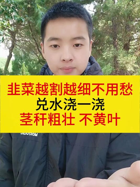 韭菜种植有技巧,用对方法很重要