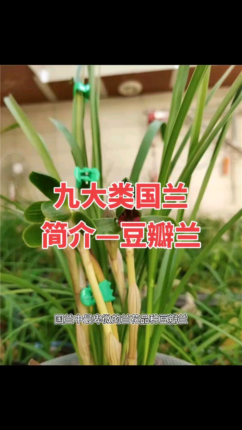 九大兰类国兰豆瓣兰