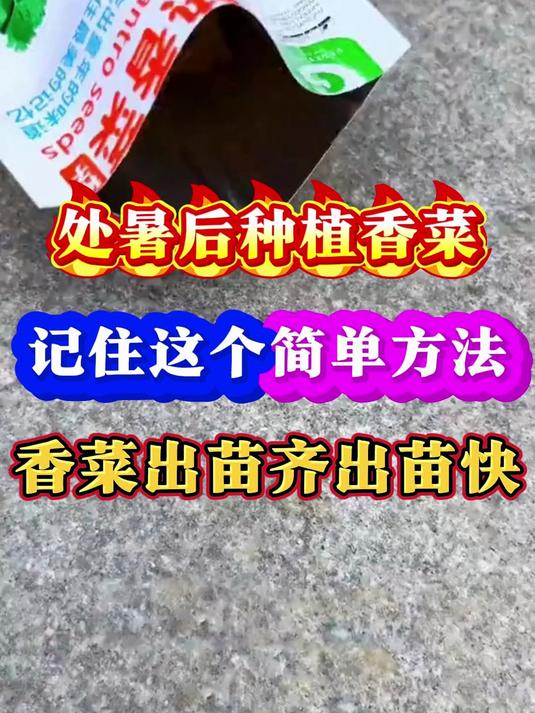 种植香菜出苗快出苗齐出芽率高的简单方法
