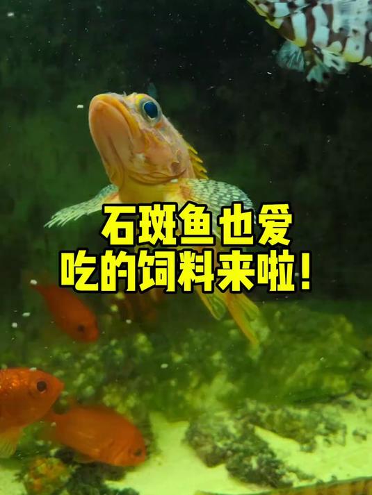 石斑鱼也爱吃的饲料来啦