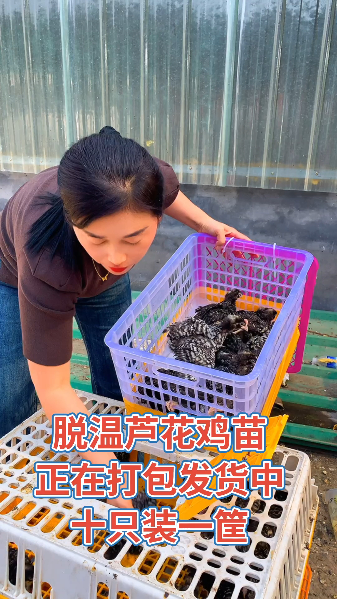 脱温芦花鸡苗,纯种汶上芦花鸡