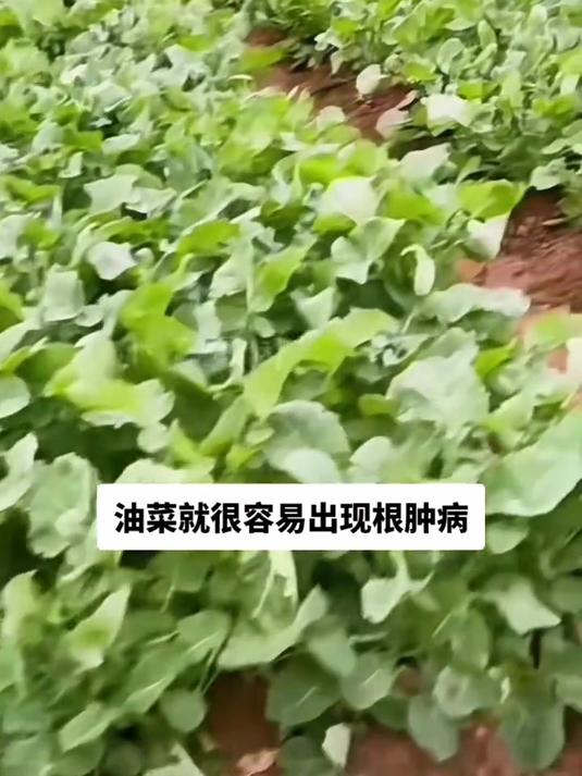 油菜病菌清,用于抗性油菜菌核病,霜霉,炭疽病等病害!