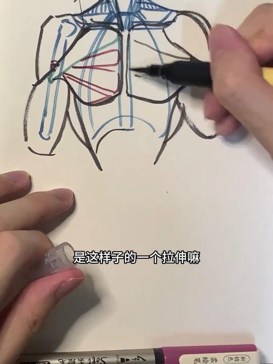 胸肌怎么画