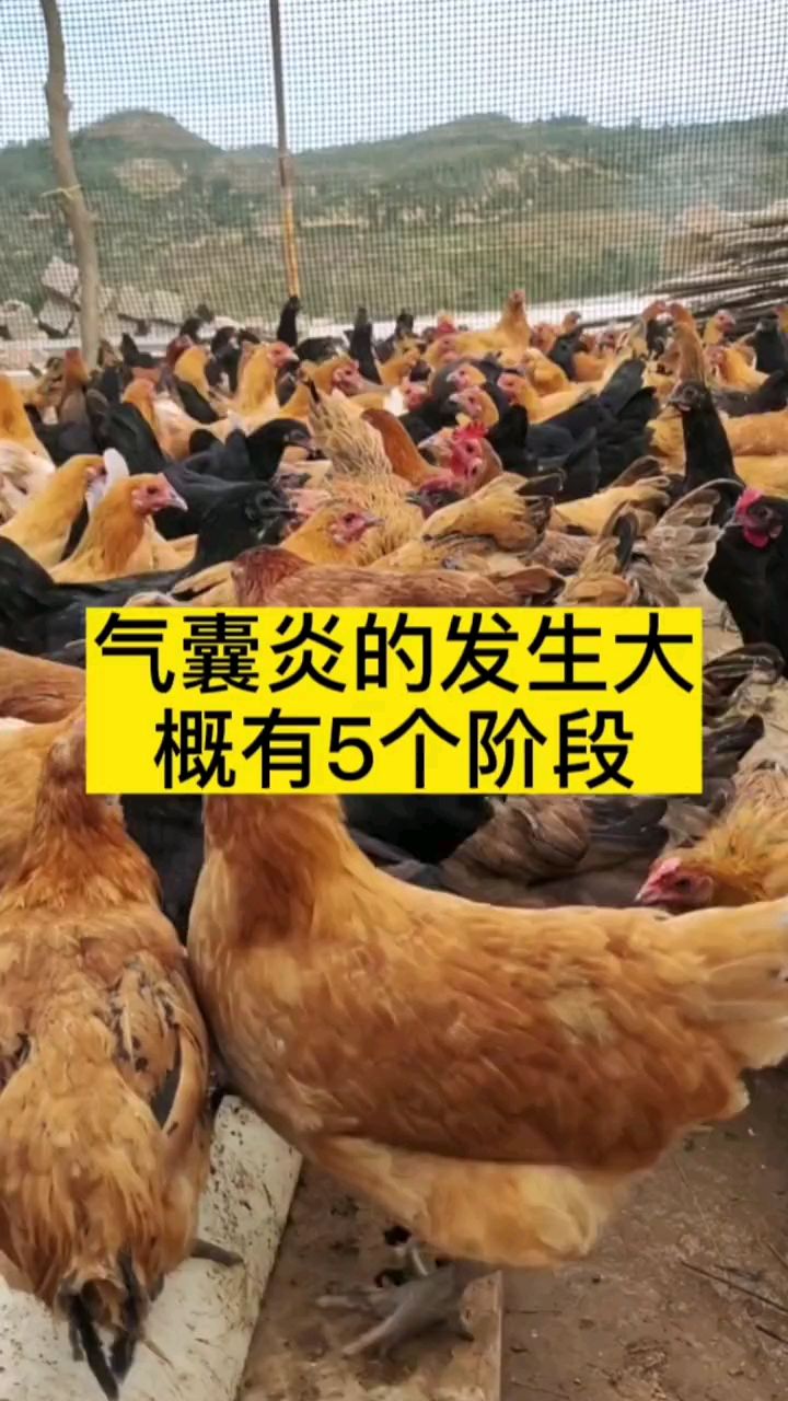 鸡群气囊炎发生的五个阶段