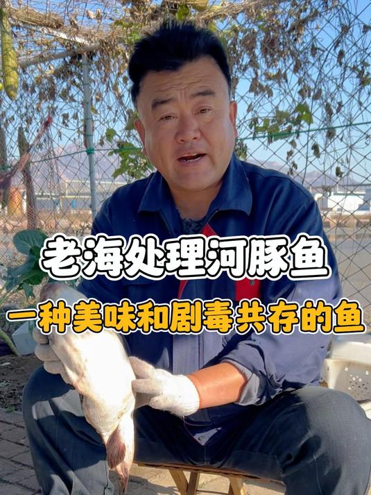 老海今天给大家讲讲河豚鱼,它是一种美味和剧毒共存的鱼