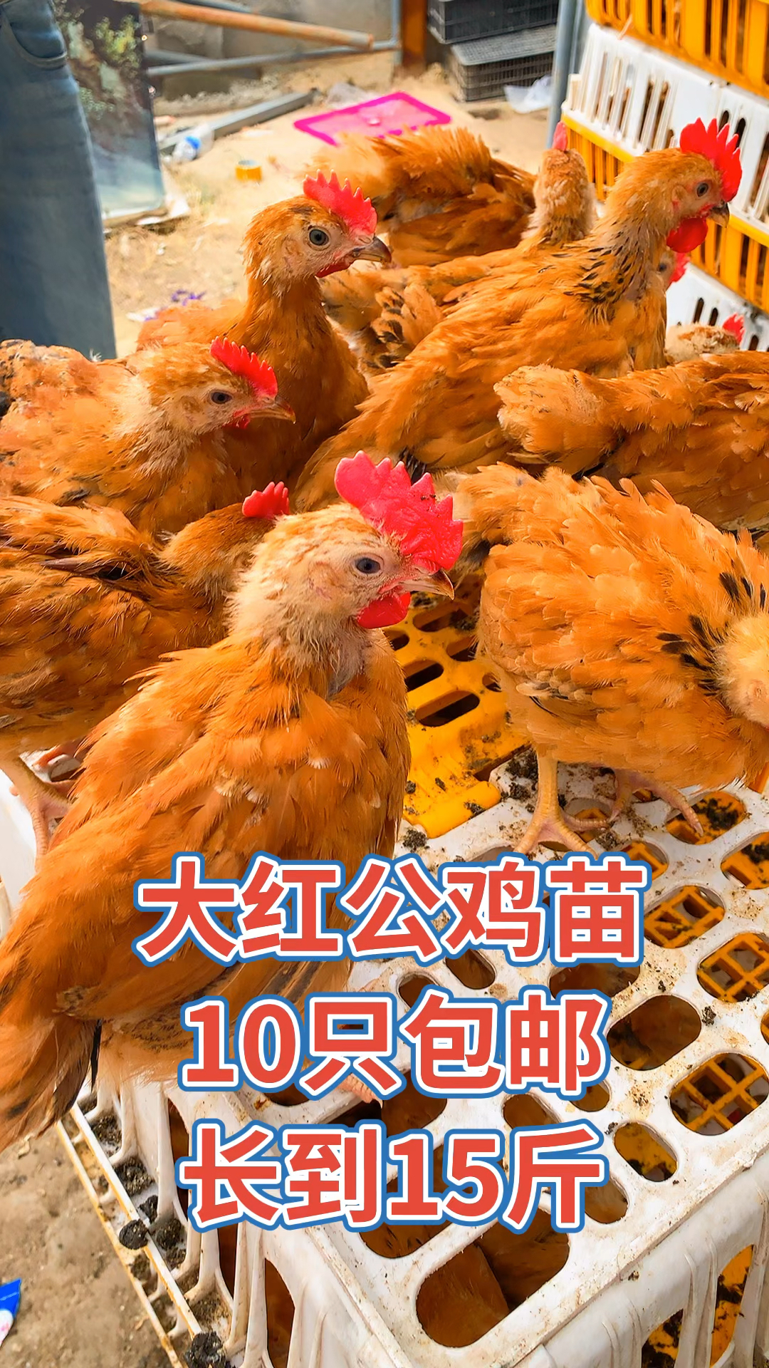 大红公鸡苗,脱温红玉380