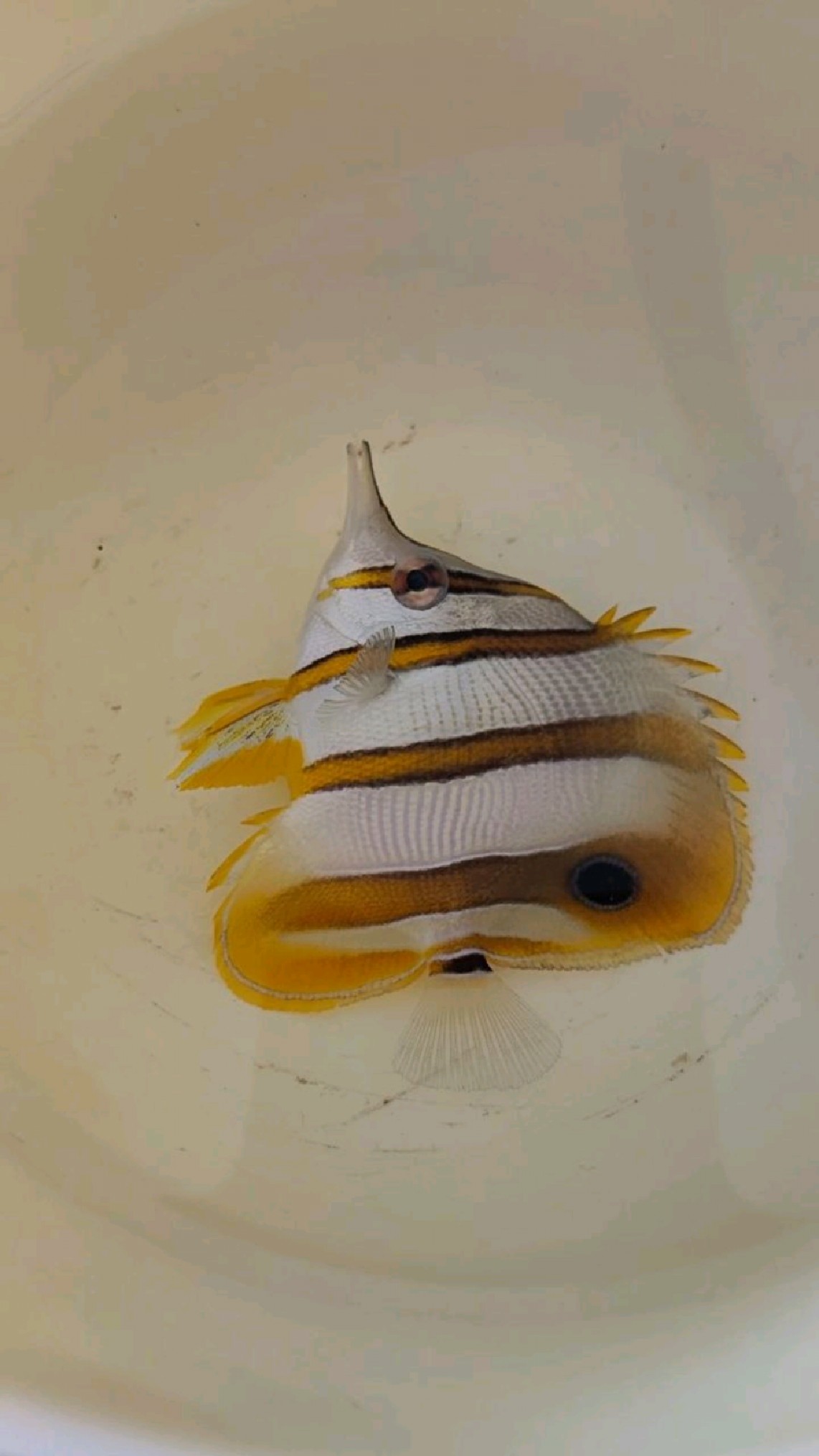 大家又爱又恨的铜药已经入缸,三间火箭表现出非常亢奋的状态,第二天开始眼睛出现蒙眼