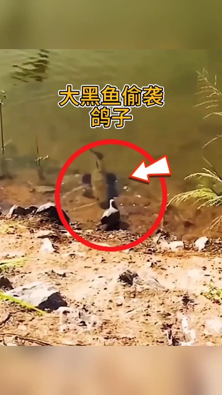 见过鸟吃鱼,见过鱼吃鸟吗?