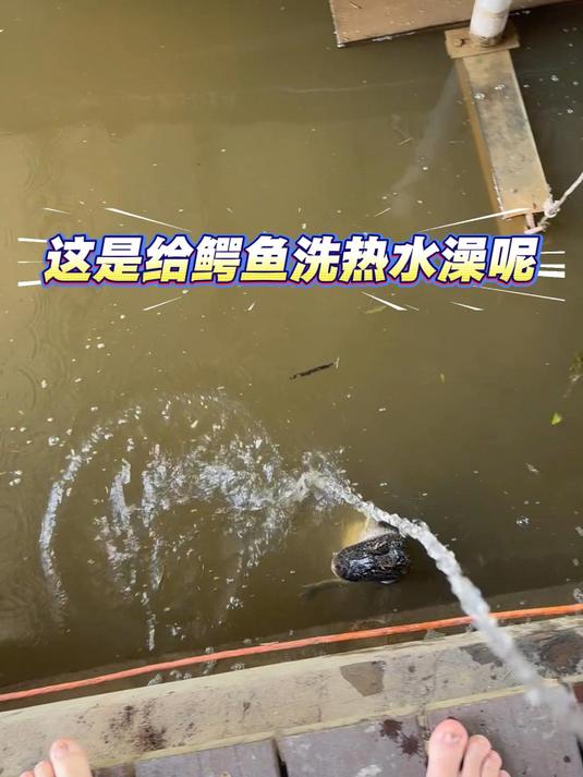 鳄鱼洗澡