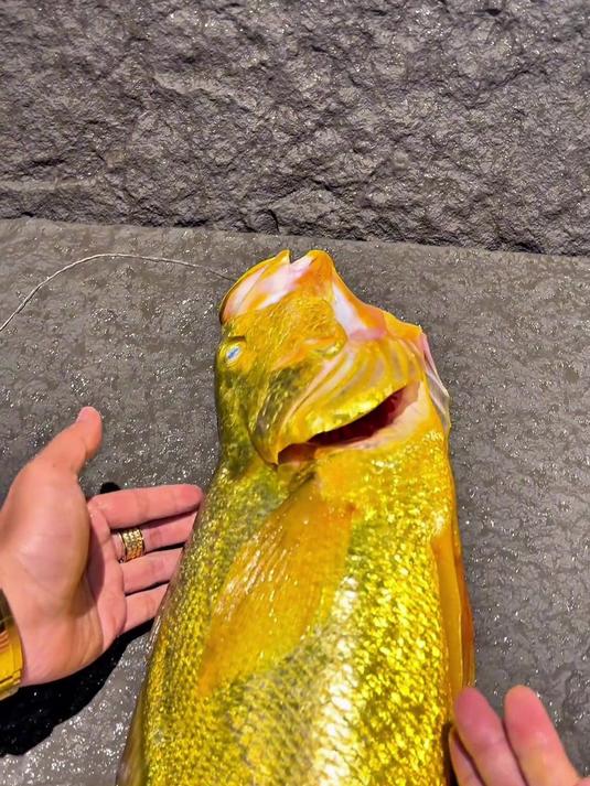 万元级宴席菜,大家有机会一定都尝一尝!