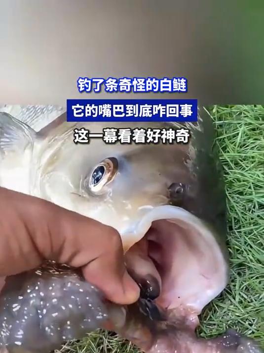 钓了条奇怪的白鲢,它的嘴巴到底咋回事,这一幕看着好神奇