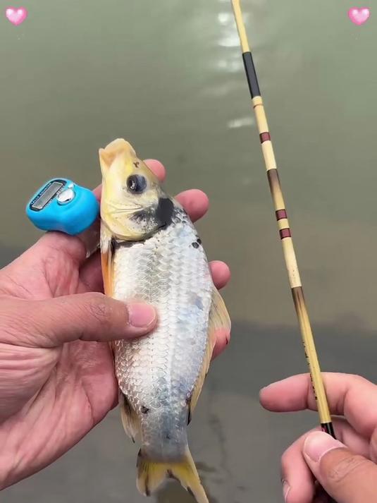短小钓竿！精悍有力，钓获超惊喜！