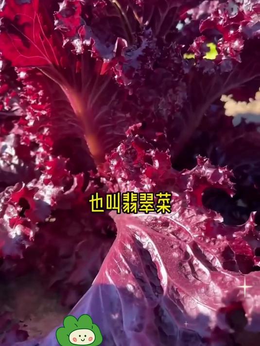用紫叶生菜种子,开启轻松有趣的蔬菜种植新体验