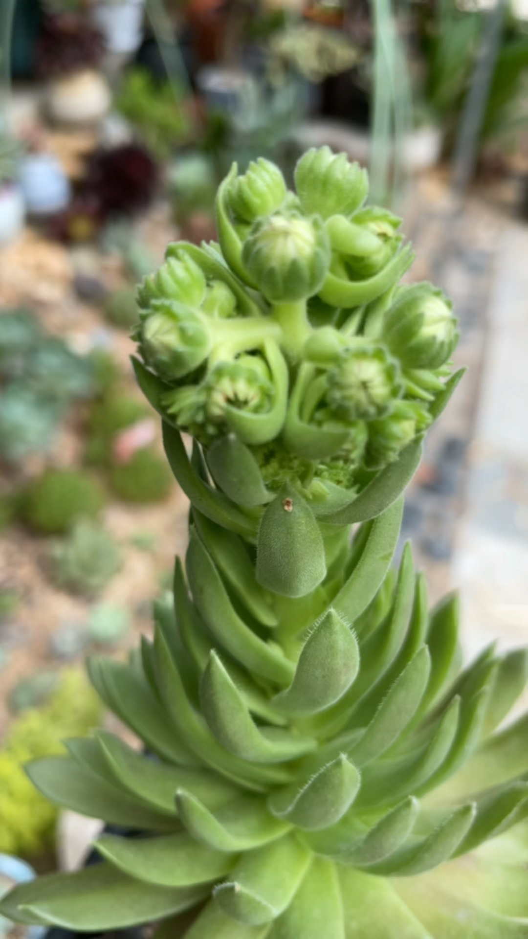 紫牡丹开花了,咋办呀?