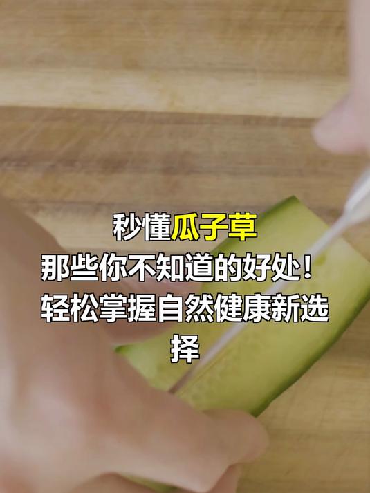 瓜子草的功效与作用