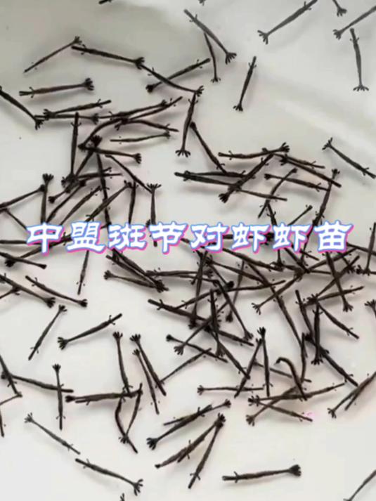出发中!中盟斑节对虾虾苗,又出发啦!