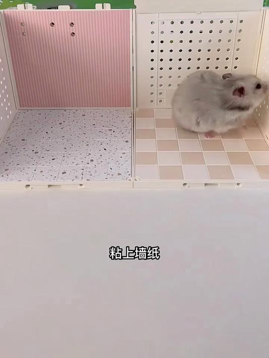 我的小仓鼠有奶茶面包店啦!